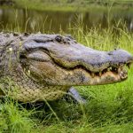 Man runs over 11-foot alligator to save his neighbor